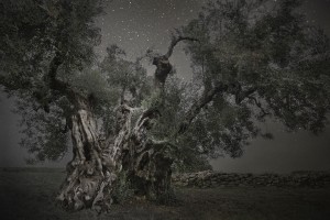 Beth Moon - Ancient Tree 